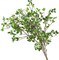 43" Artificial Greenery Stems Plants Faux Leaf Green Eucalytus Branches Ficus Twig Fern Fake Green Bushes Shrubs for Home Party Wedding Decoration 20"D x 12"W x 43"H (4 Pack)